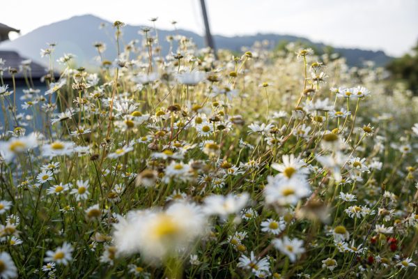 Wild daisies in the garden with the mountains behind